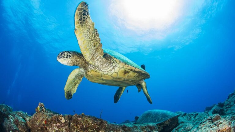Snorkeling Snorkeling